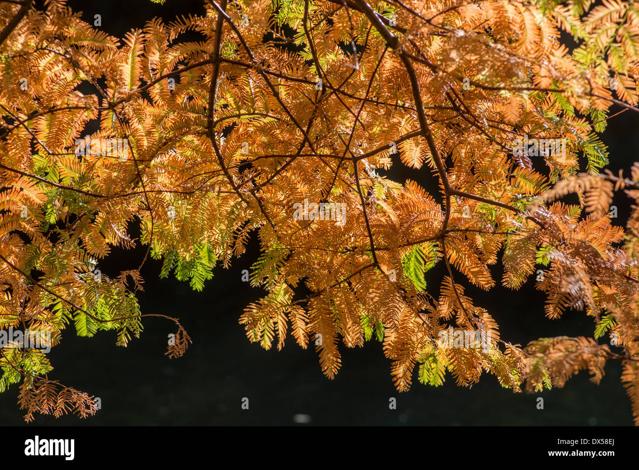 Dawn Redwood: Metasequoia Glyptostroboides. Blätter im Herbst Stockfoto