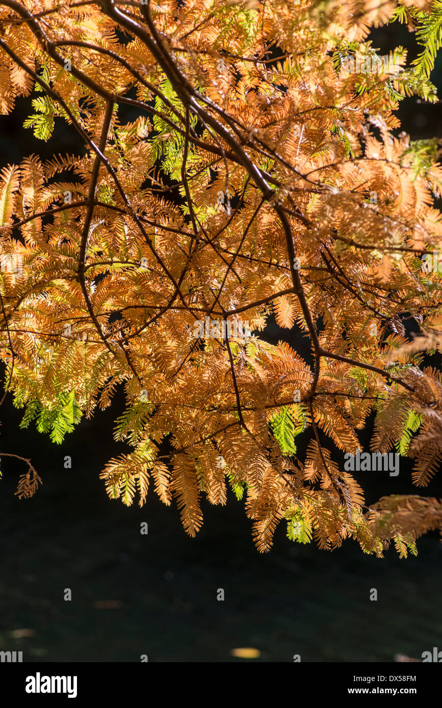 Dawn Redwood: Metasequoia Glyptostroboides. Blätter im Herbst Stockfoto