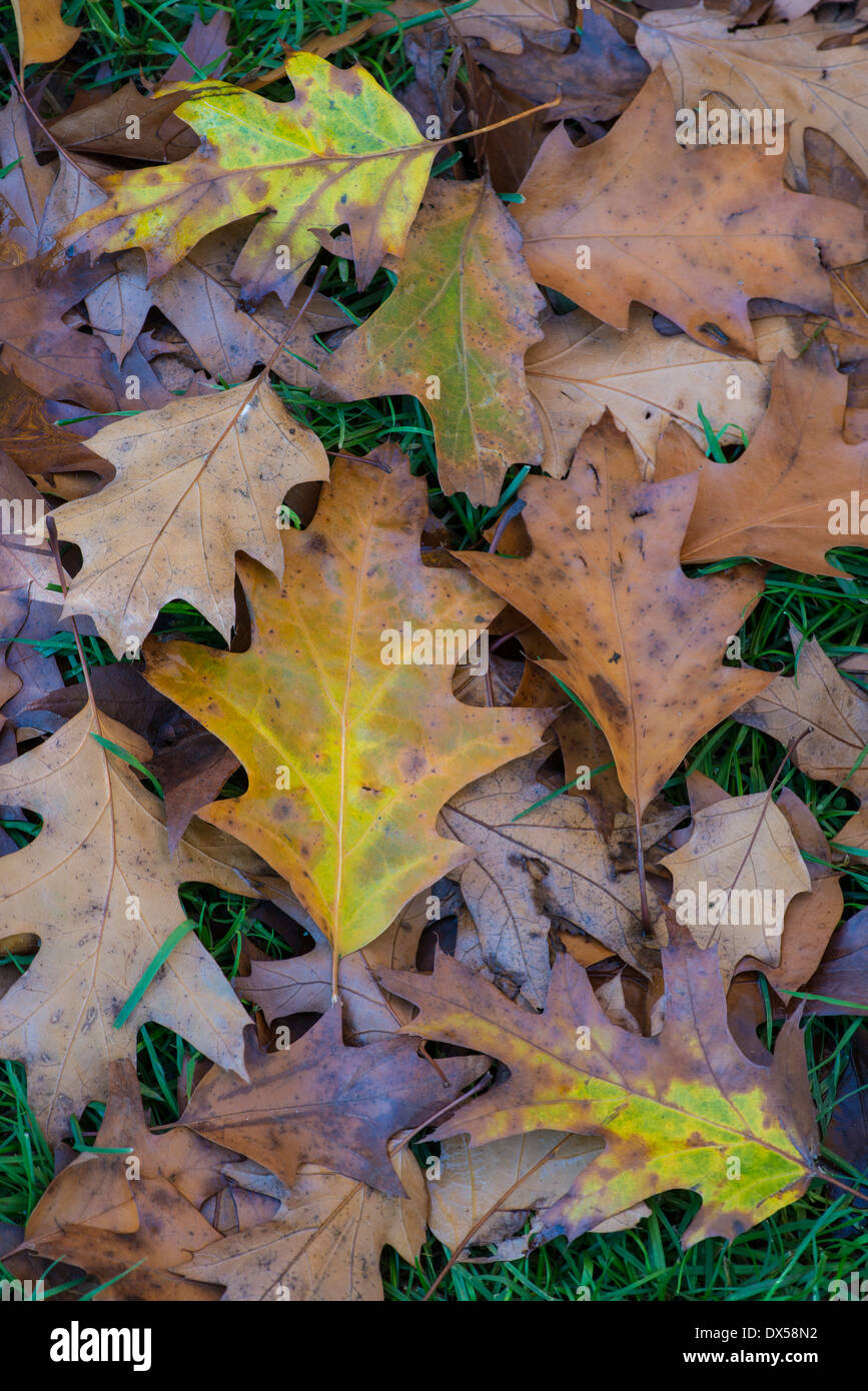Roteiche: Quercus Rubra. Blätter im Herbst. Stockfoto