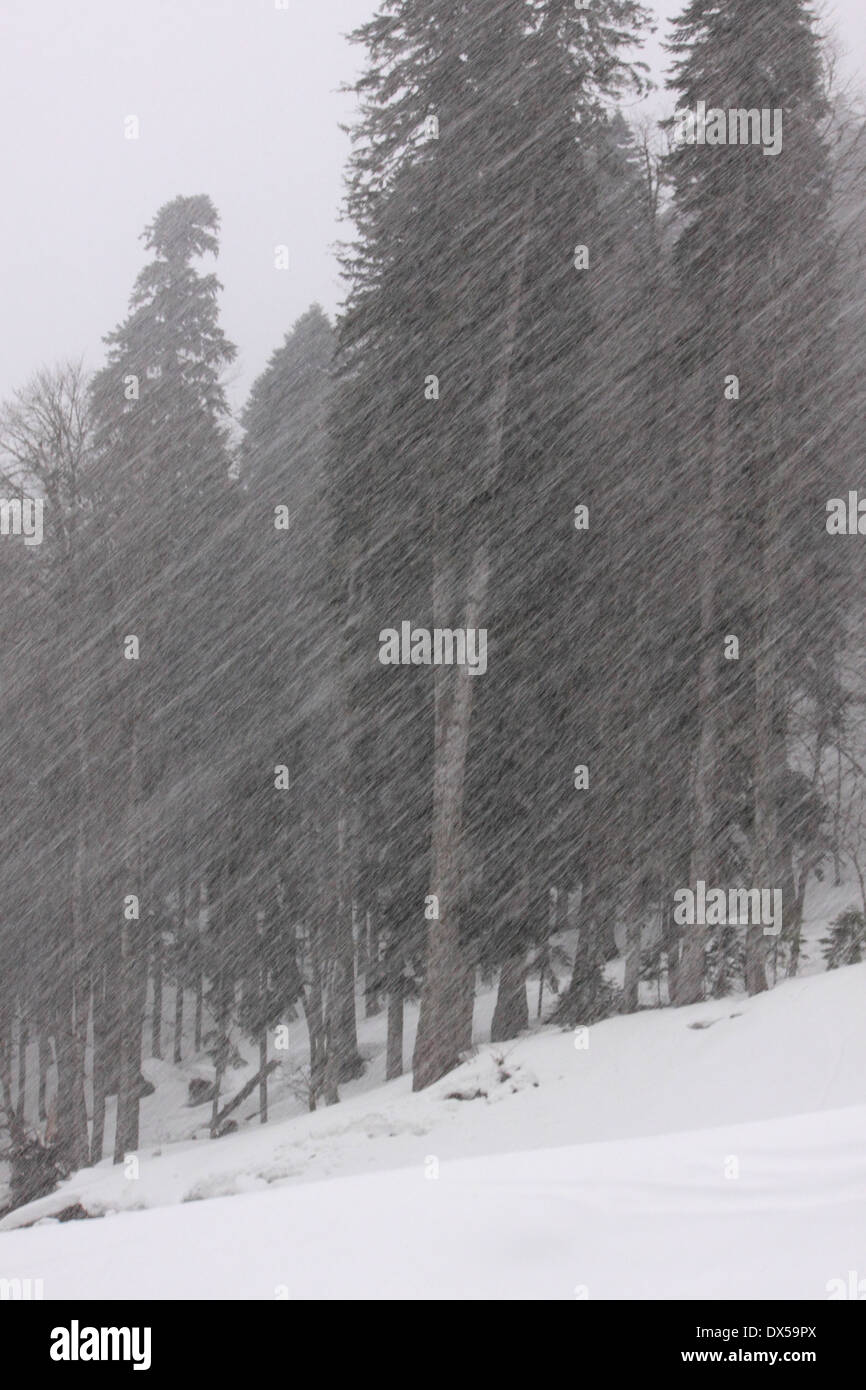 Blick auf Wald bei Schneefall Stockfoto
