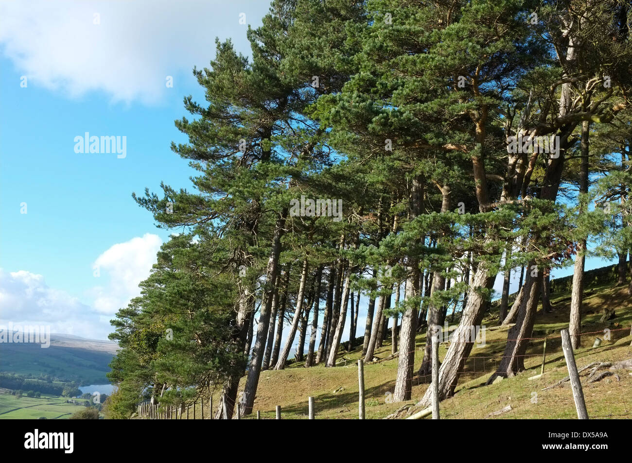 Scotch Kiefern im Nidderdale, North Yorkshire Stockfoto