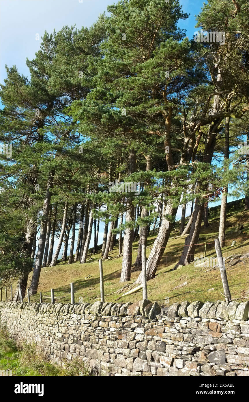 Scotch Kiefern im Nidderdale, North Yorkshire Stockfoto