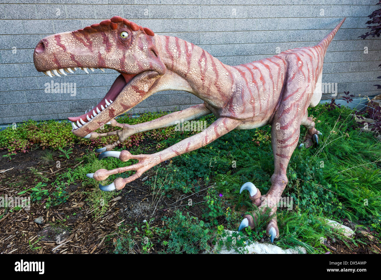 Utahraptor, Kreidezeit, Replik, Dinosaurier-Garten, Utah Field House der Staatspark Naturkundemuseum, Vernal, Utah, USA Stockfoto