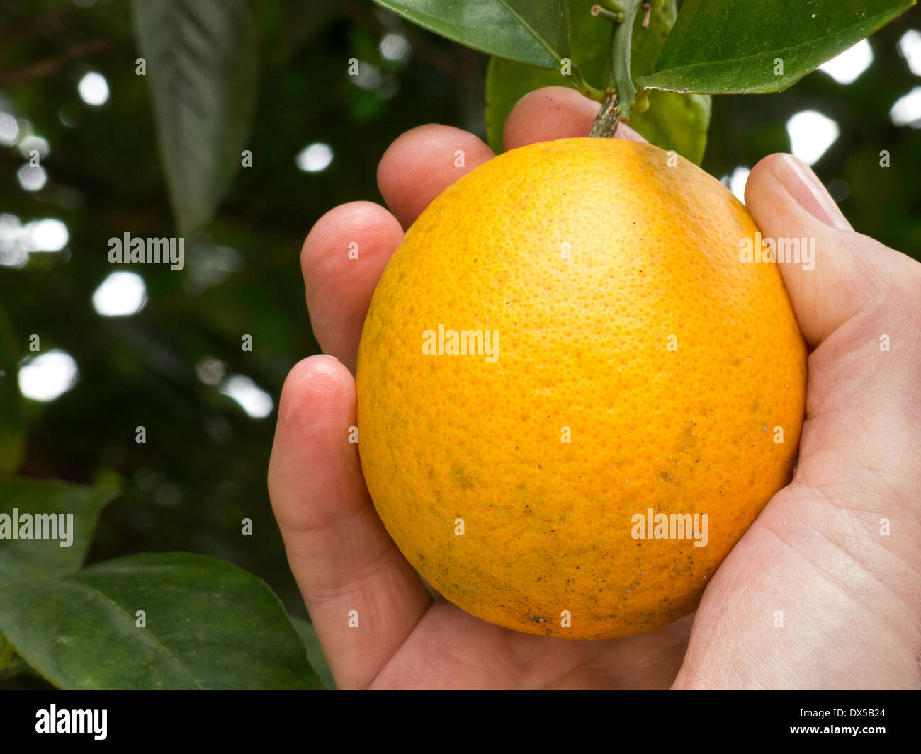 Mann, die Kommissionierung reife Zitronen aus Baum, Florida, USA Stockfoto