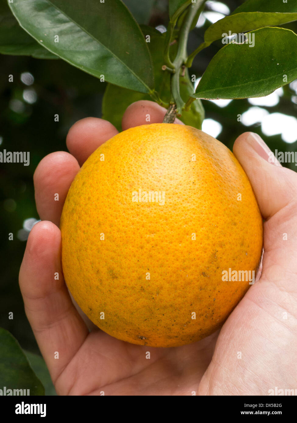 Mann, die Kommissionierung reife Zitronen aus Baum, Florida, USA Stockfoto