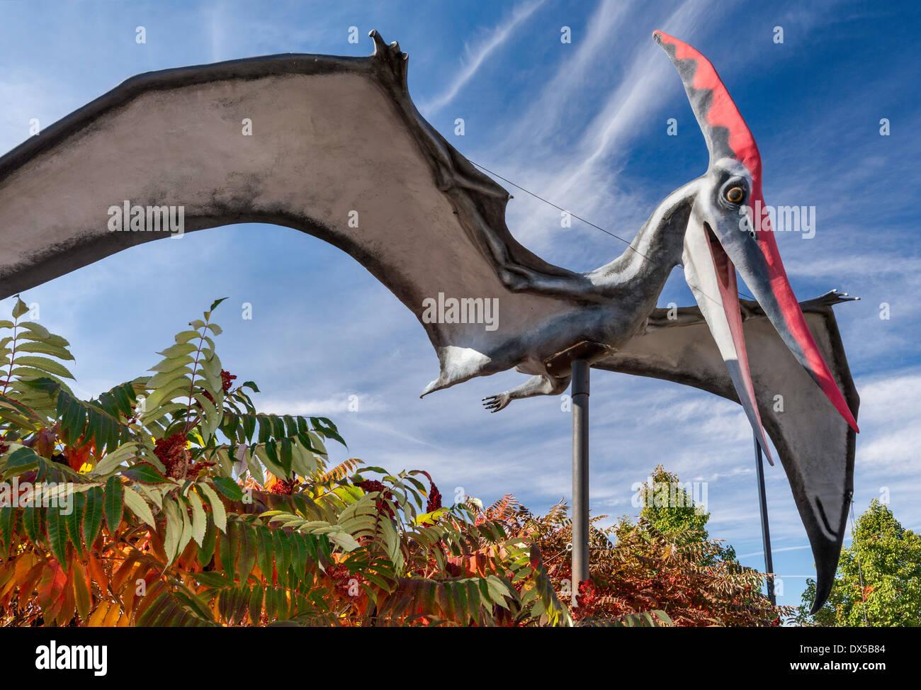 Pteranodon, Kreidezeit, Dinosaurier-Garten im Utah Field House of Natural History State Park Museum, Vernal, Utah, USA Stockfoto