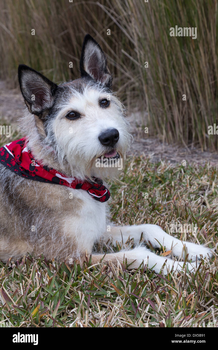 Mischling Hund mit Bandana, USA Stockfoto