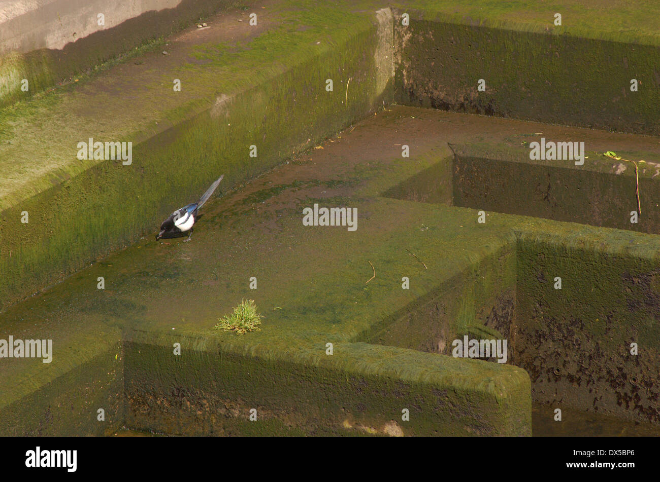 Elster an der Wand der Fluss unter der Brücke Bogen in Glasgow, Schottland Stockfoto