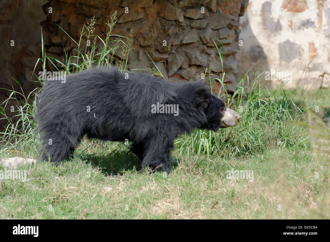 Die Faultiere (Melursus Ursinus). Stockfoto