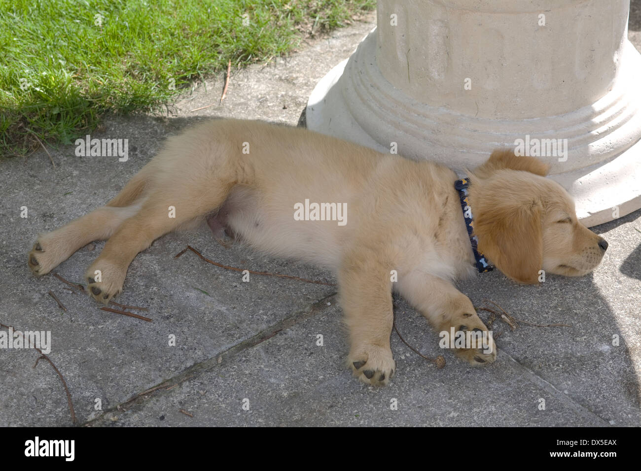 Mylo/Buddy, Yorkbeach Ponton Patrol, 11 Wochen Alter männlichen golden Retriever Welpe schläft mit Steintisch auf Terrasse Stockfoto