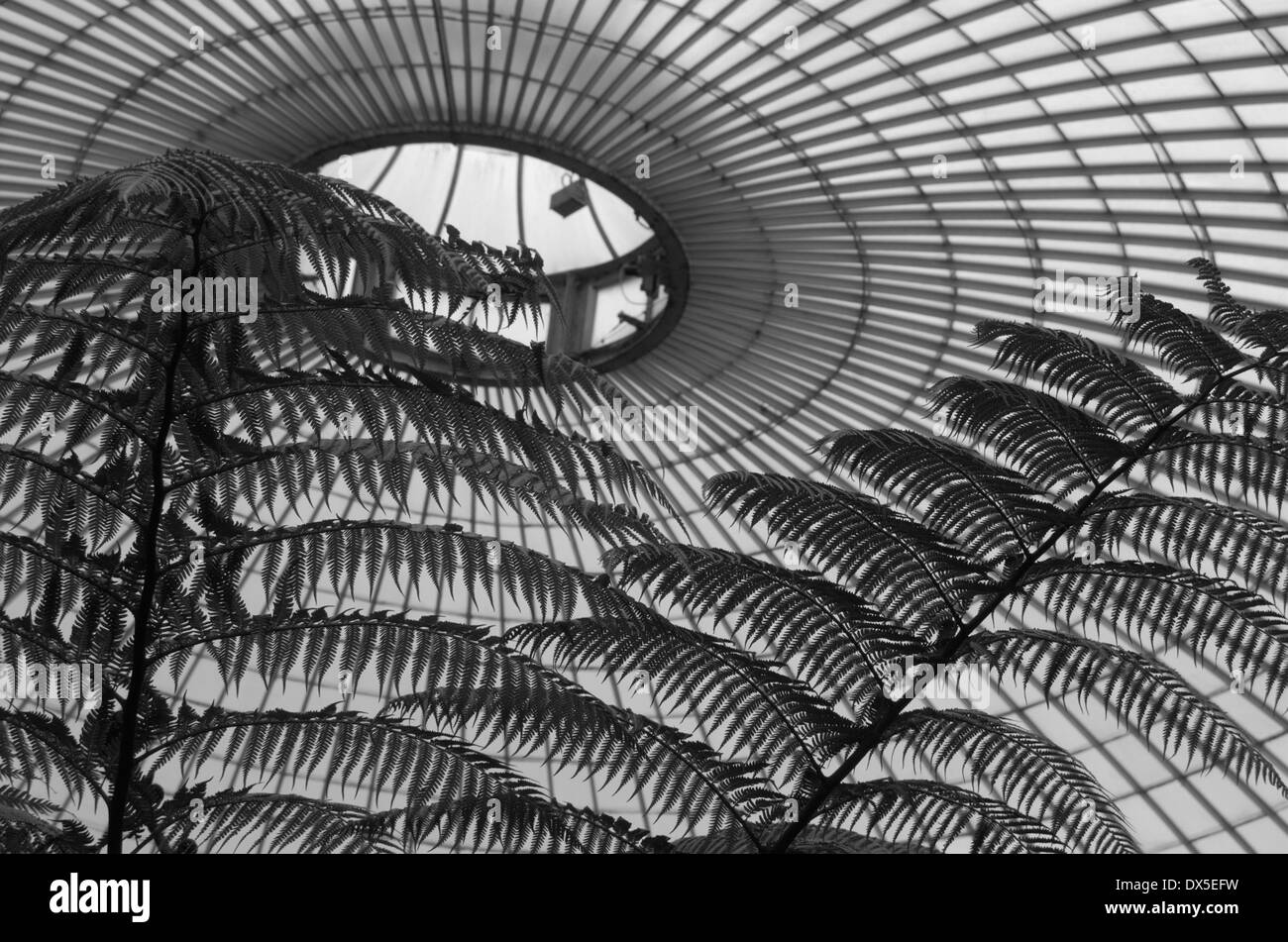 Das Dach des Kibble Palace in den botanischen Gärten in Glasgow, Schottland Stockfoto