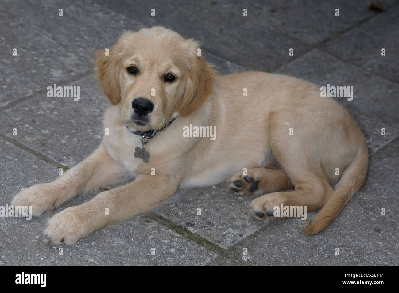 Mylo/Buddy, Yorkbeach Ponton Patrol, 15 Wochen Alter männlichen golden Retriever-Welpe liegt Problemfälle auf Terrasse Stockfoto