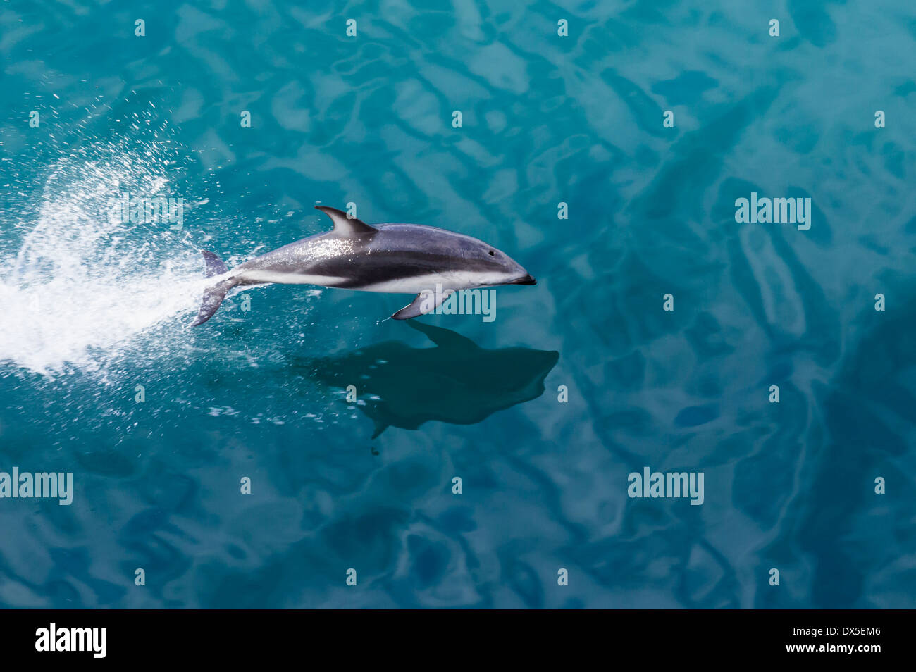 Große Tümmler Sprünge aus dem Wasser in den Ozean von Kreuzfahrtschiff verlässt Milford Sound in Neuseeland Stockfoto