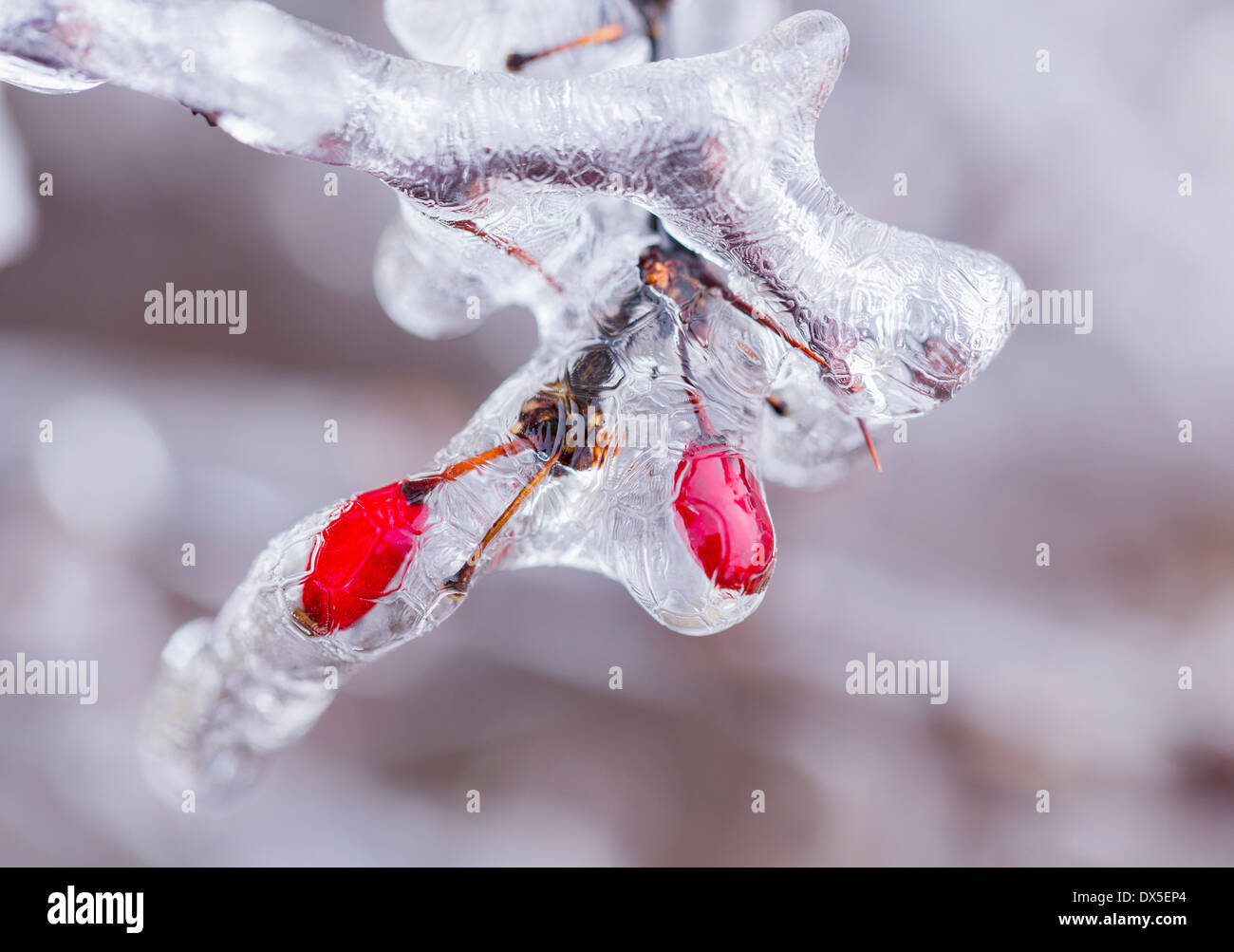 Eis bedeckt Zweig der Berberis Baum im winter Stockfoto