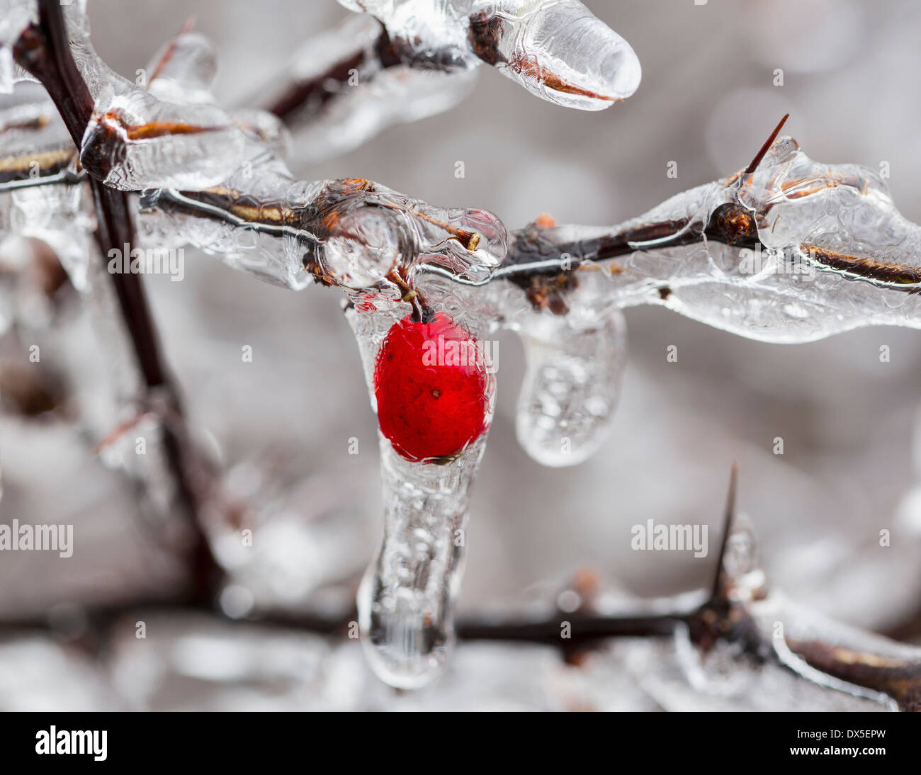 Eiszapfen mit roten Beeren im Winter mit Eis bedeckt. Stockfoto