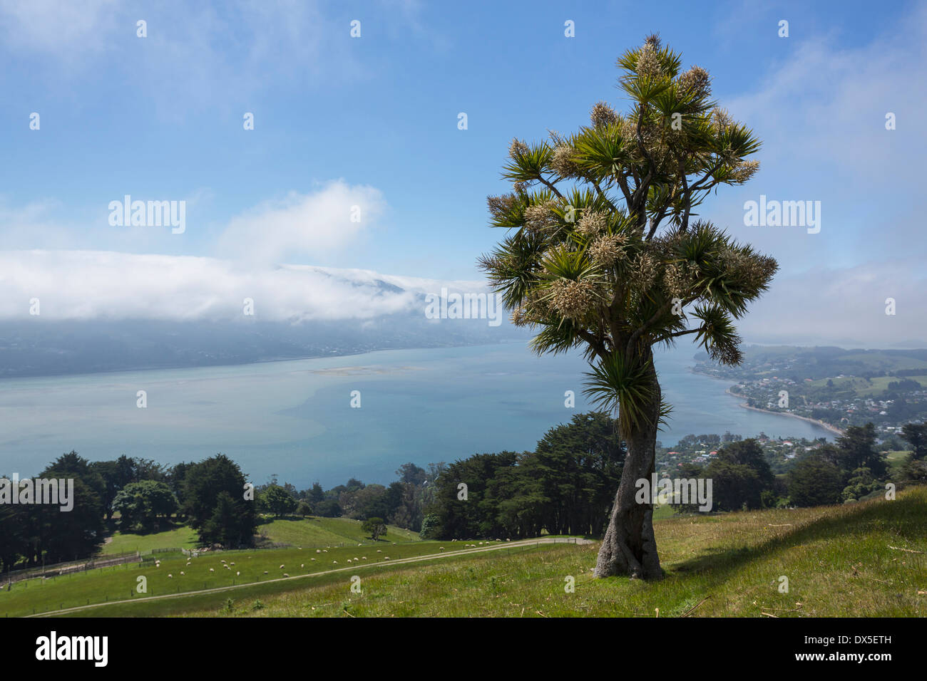 Dunedin City, Neuseeland - Kohl Baum mit Blick auf die Otago Peninsula, die Bucht und die Stadt Stockfoto