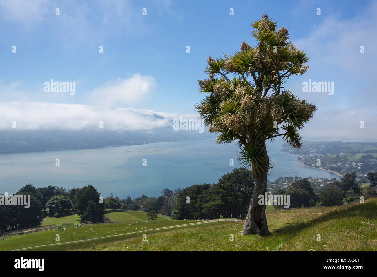 Neuseeland, Dunedin City - Kohlbaum mit Blick auf die Halbinsel Otago, Bucht und Stadt Stockfoto