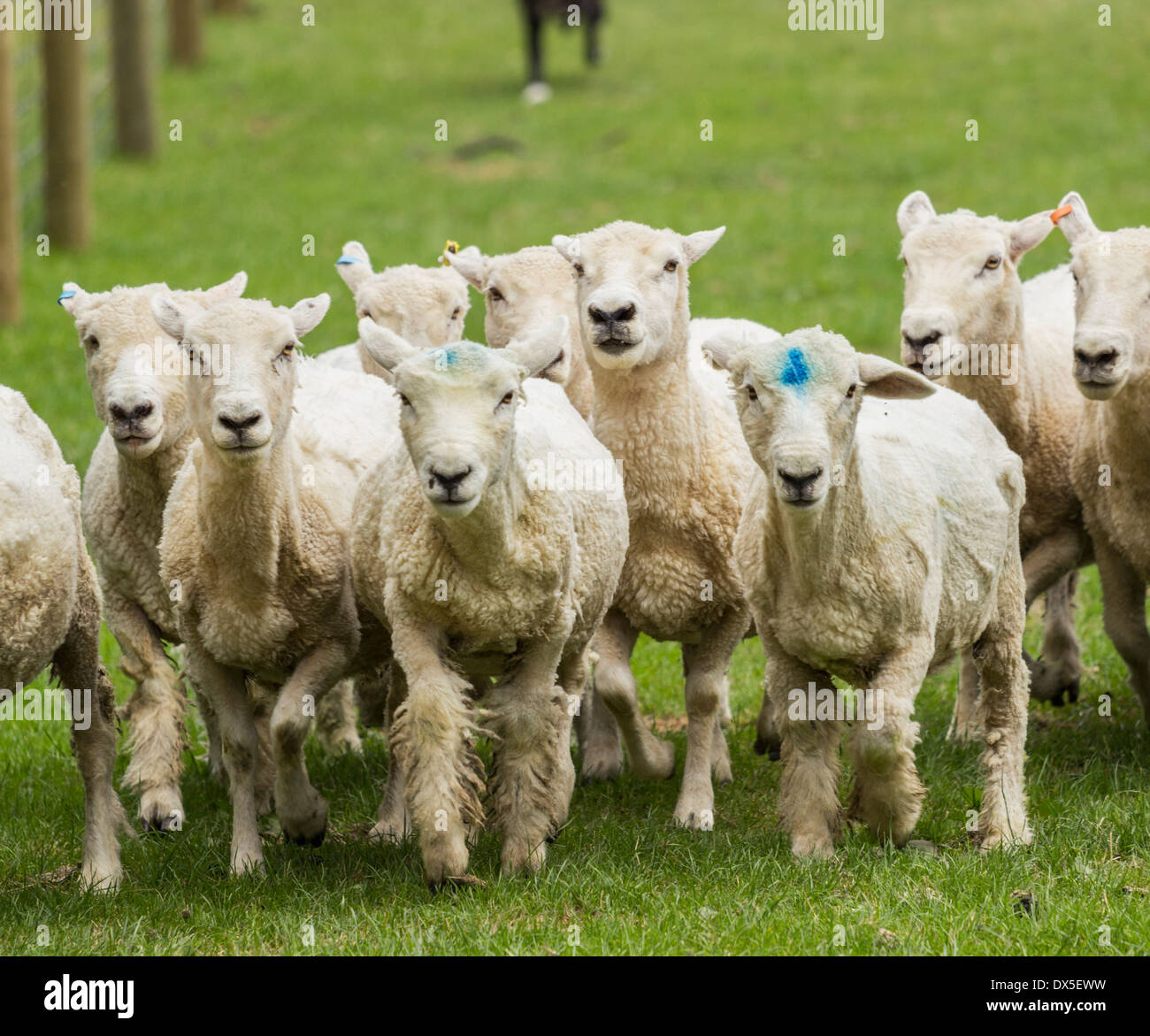 Schafherde in Neuseeland wird getrieben von einem Schäferhund nach der Schur Stockfoto