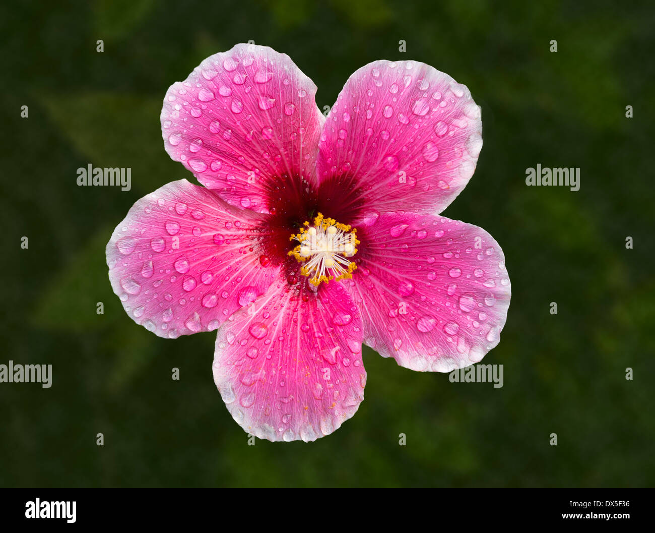 Große rote Hibiskusblüten Stockfoto
