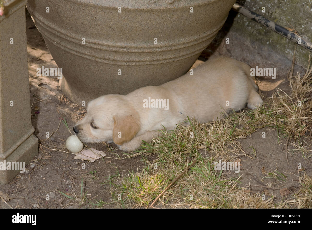 Woody Yorkbeach Hafen Ozean, liegt ein sechs Wochen alten männlichen golden Retriever-Welpe mit Ping-Pong-Ball auf Terrasse in der Nähe von Stein vase Stockfoto