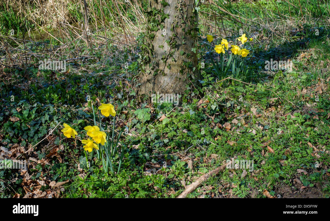 Vorfrühlingsblüher wachsen wild in einem englischen Wald "North Norfolk" UK Stockfoto