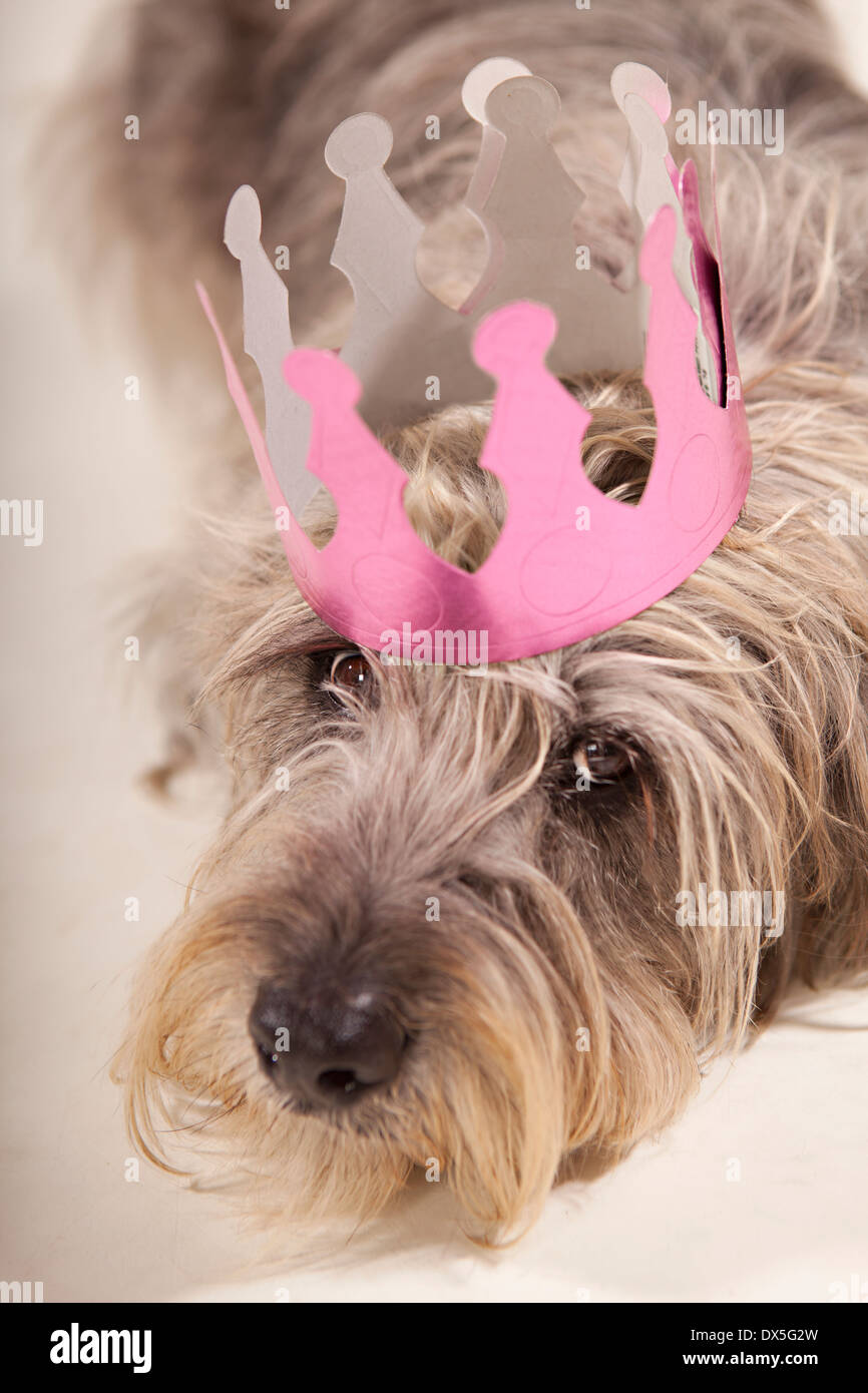 Shaggy Dog mit Rosa Krone Verlegung, Porträt, Nahaufnahme Stockfoto