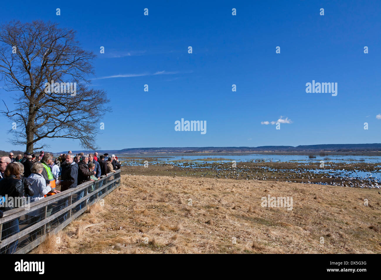 Birdwatchers Schar Kraniche (Grus Grus) am Hornborgasee betrachten / Hornborgasjön im Frühjahr, Västergötland, Schweden Stockfoto