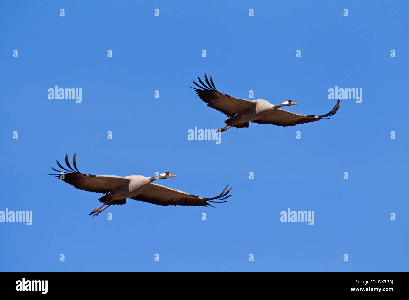 Zwei Kraniche / eurasische Kranich (Grus Grus) im Flug gegen blauen Himmel Stockfoto