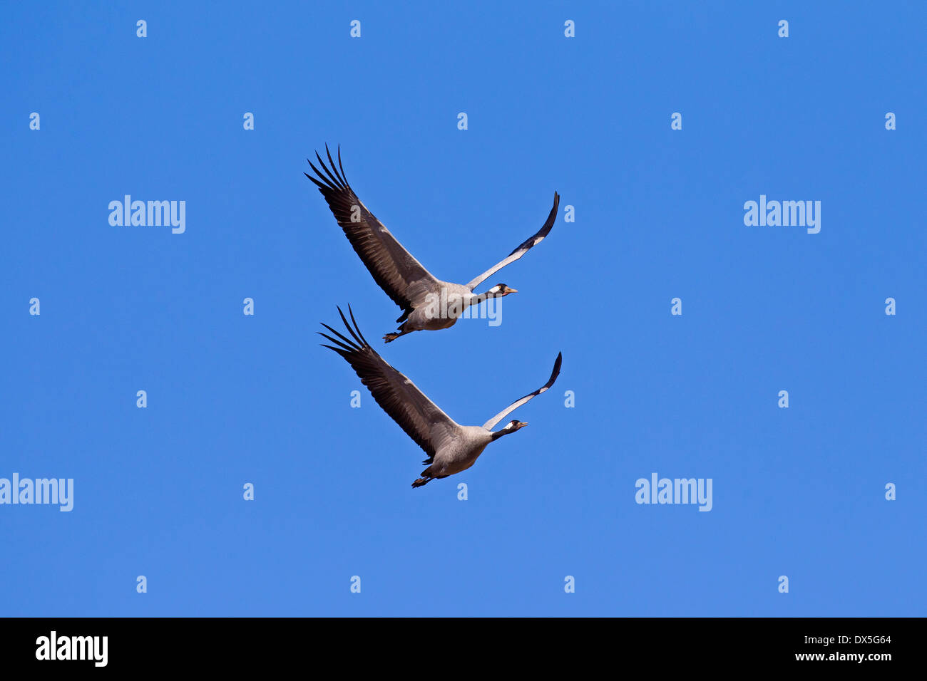 Zwei Kraniche / eurasische Kranich (Grus Grus) im Flug gegen blauen Himmel Stockfoto