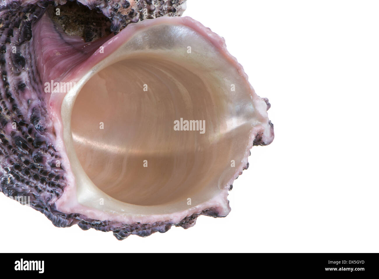 Makro einer Muschel, isoliert auf weiss Stockfoto