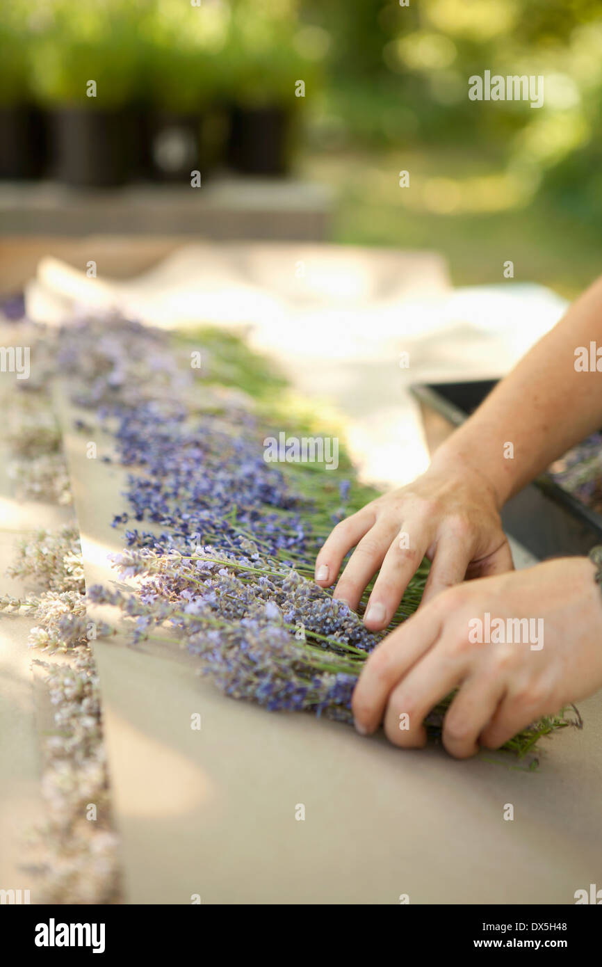 Vermittlung von Frau Trauben von geernteten getrocknetem Lavendel auf Lavendelfarm, tilt Stockfoto