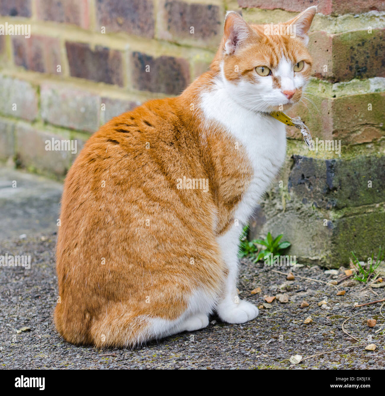 Katze draußen sitzen auf dem Boden. Stockfoto