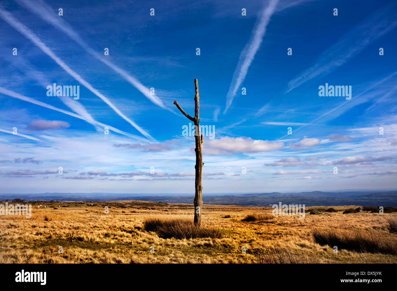 Des Teufels Gabel Baum, Titterstone Clee, Shropshire, UK. Ursprünglich als Marker für Bergleute zur Arbeit genutzt Stockfoto