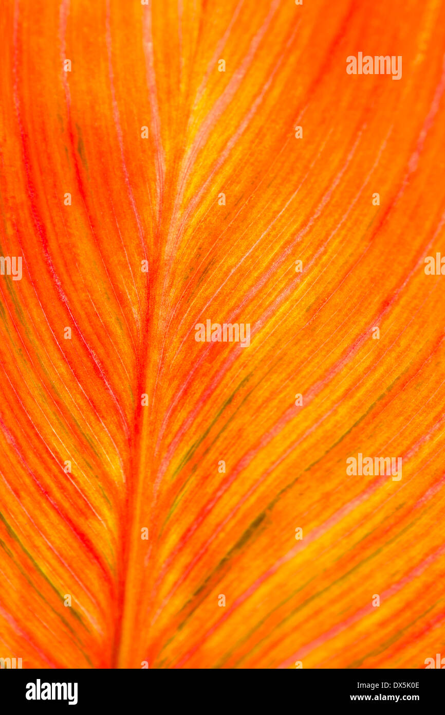 Orange Canna Detail Blattmuster, full-Frame, Nahaufnahme Stockfoto