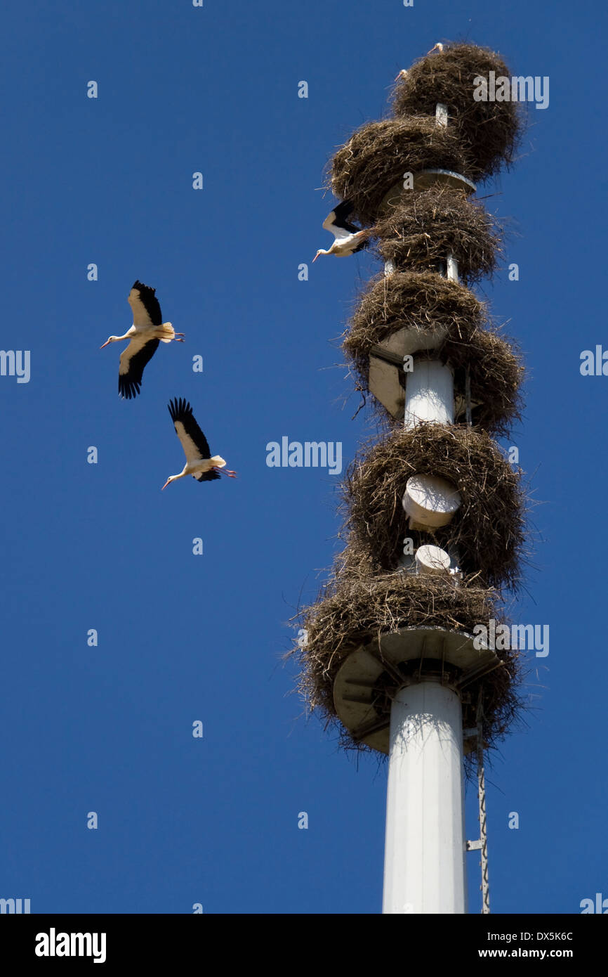 Turm der Telekommunikation mit Nester der Weißstörche (Ciconia Ciconia). Stockfoto