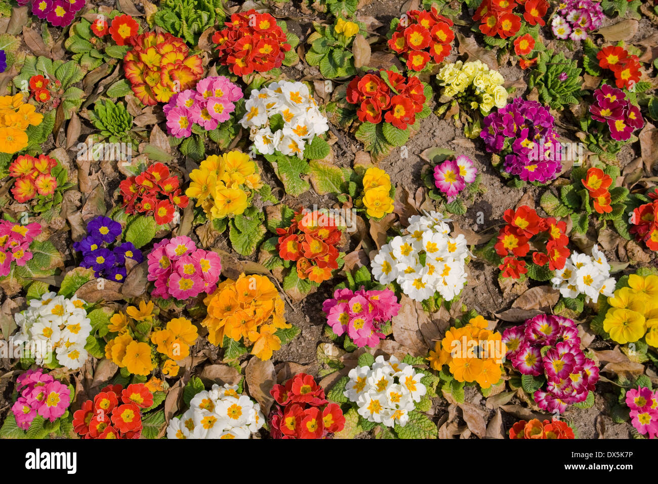 Bedeckt von Blumen in verschiedenen Farben. Stockfoto