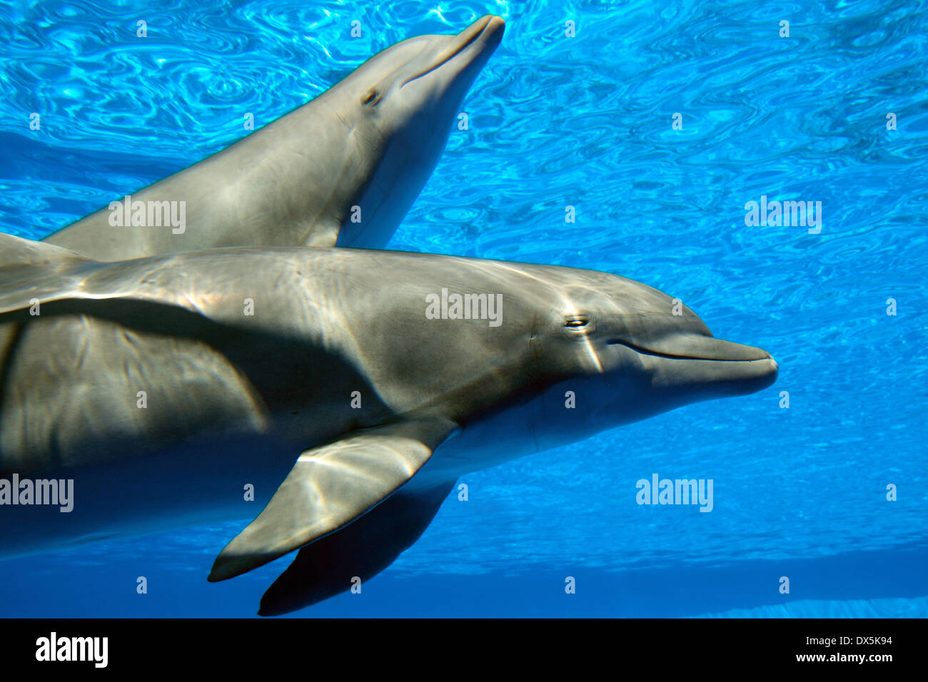 Ein paar Delfine schwimmen. Stockfoto