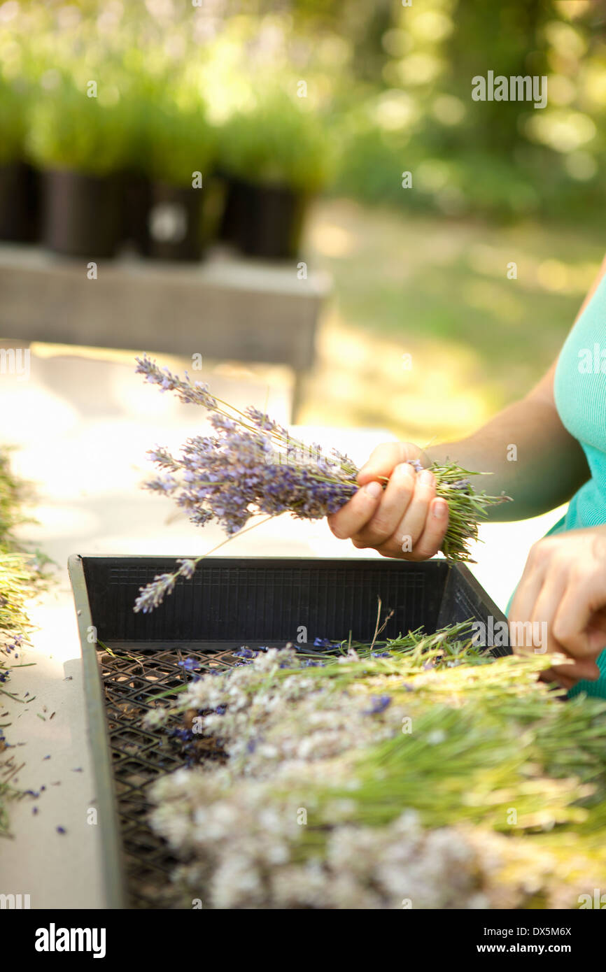 Frau, die Sortierung von getrocknetem Lavendel auf Lavendelfarm, tilt Stockfoto