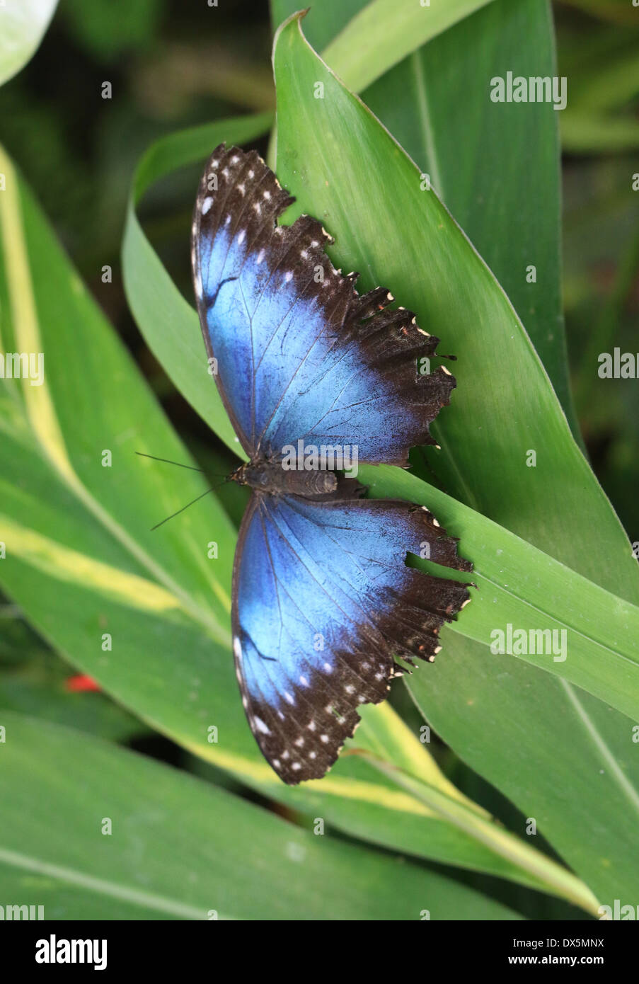 Tropical Blue Morpho (Morpho Peleides) auch bekannt als Kaiser Schmetterling zeigt blaue Innenflügel Stockfoto