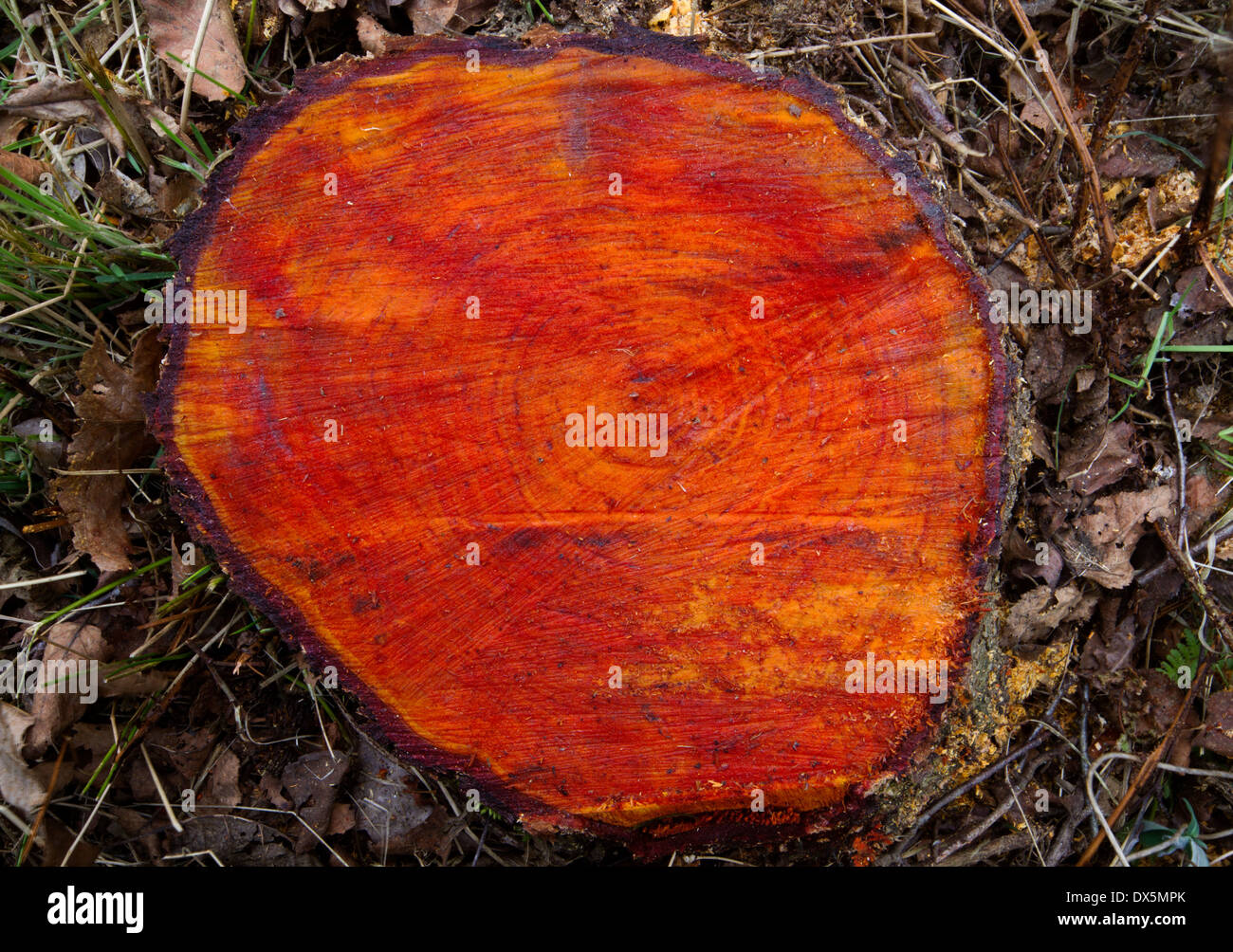 Rotem Holz, einem Stamm der Schwarz-Erle Stockfoto