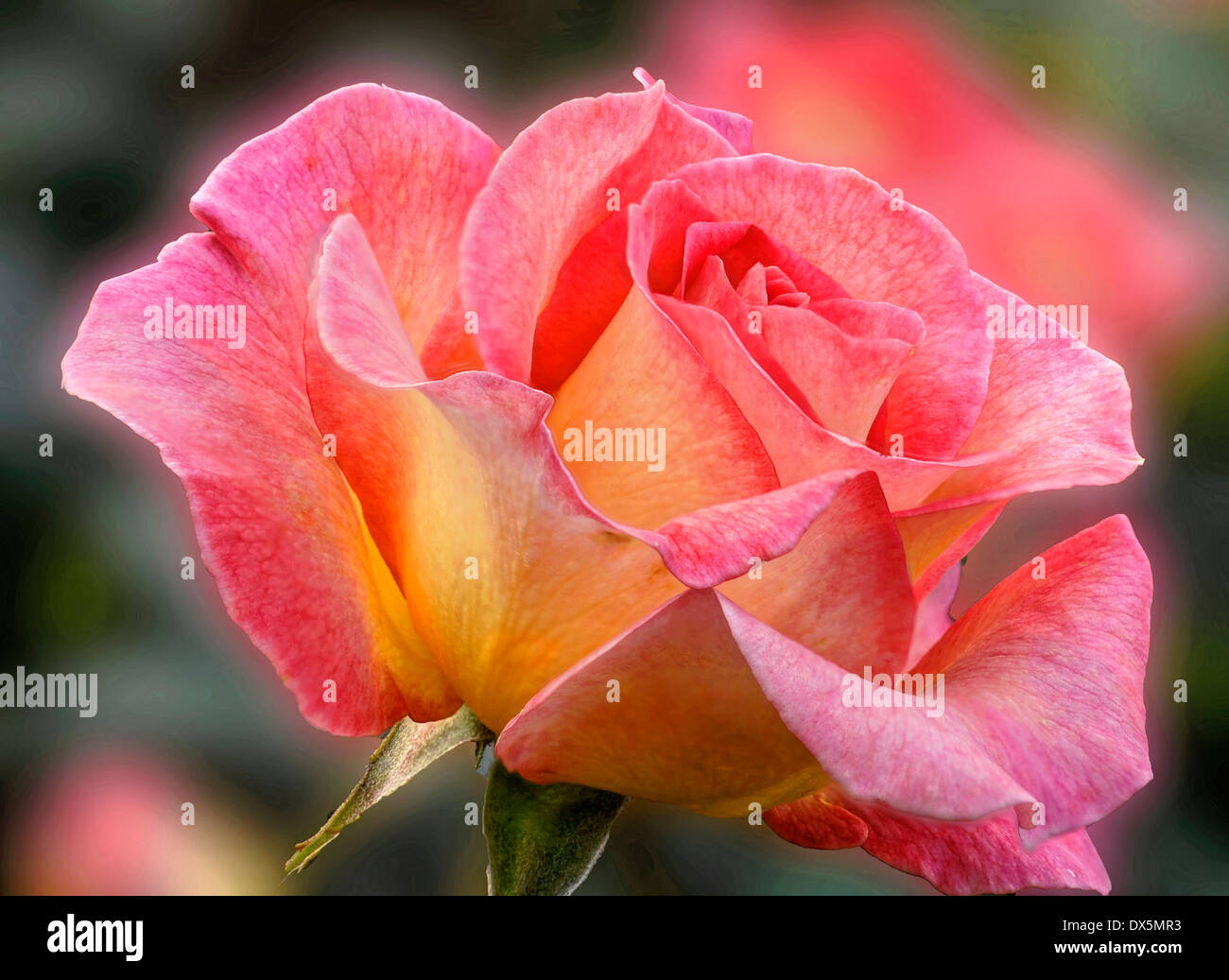 pastellfarbene Rose Stockfoto