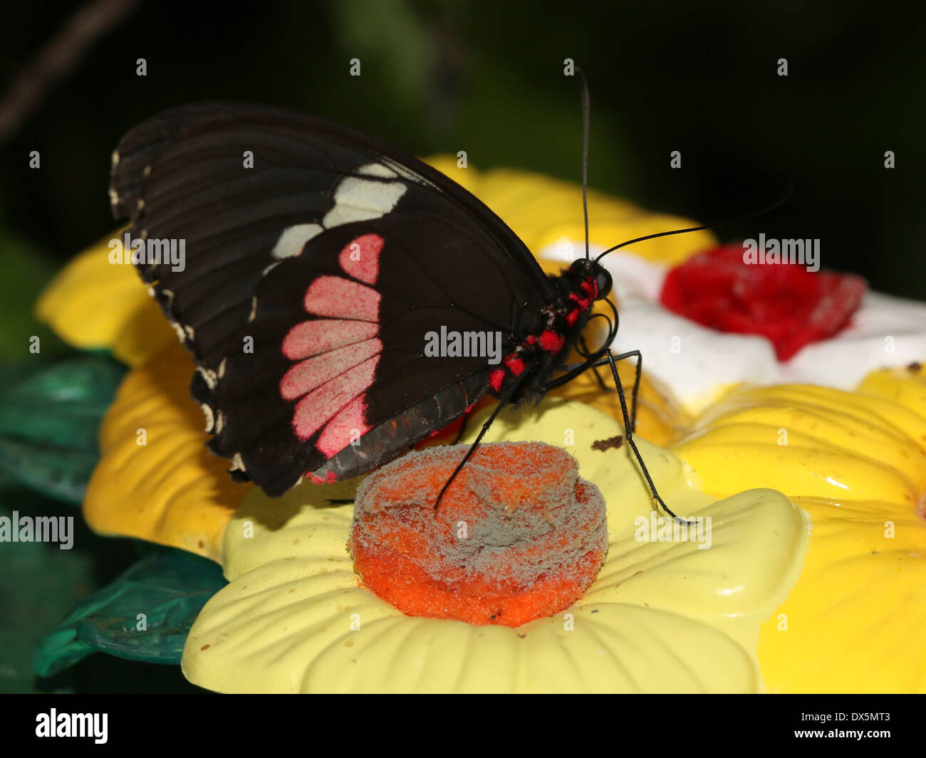 Pink Cattleheart oder Transandean Cattleheart Schmetterling (Parides Iphidamas) auf gefälschte Plastikblumen Stockfoto