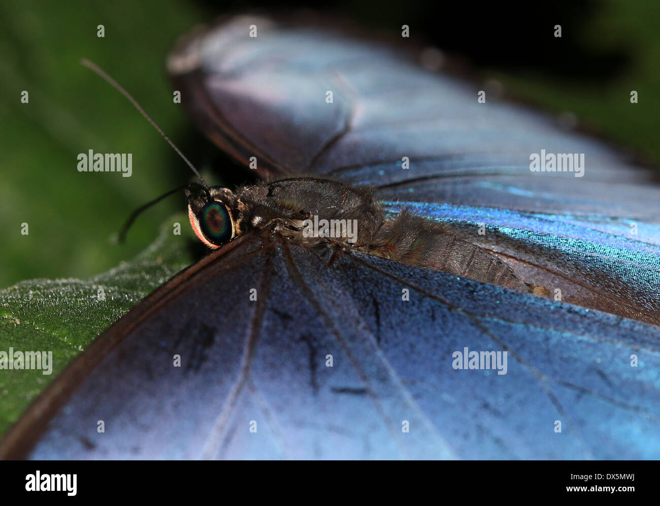 Tropical Blue Morpho (Morpho Peleides) auch bekannt als Kaiser Schmetterling zeigt blaue Innenflügel Stockfoto