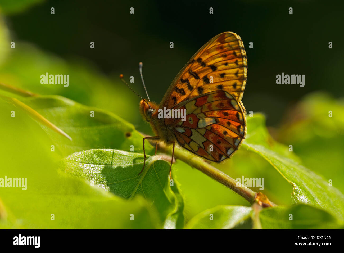 Pearl-umrandeten Fritillary (Boloria Euphrosyne) sitzt auf einem Zweig Stockfoto