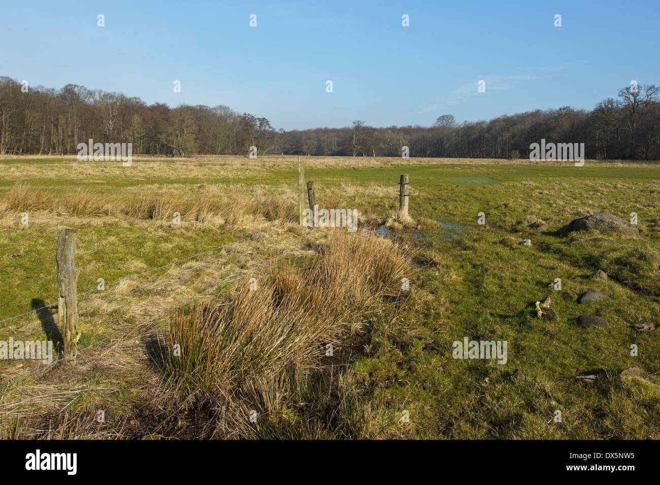 Wiese am Flommen, Sønderskov Soroe, Seeland, Dänemark Stockfoto