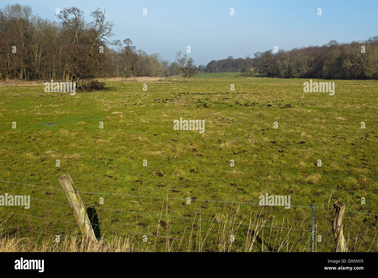 Wiese am Flommen, Sønderskov Soroe, Seeland, Dänemark Stockfoto