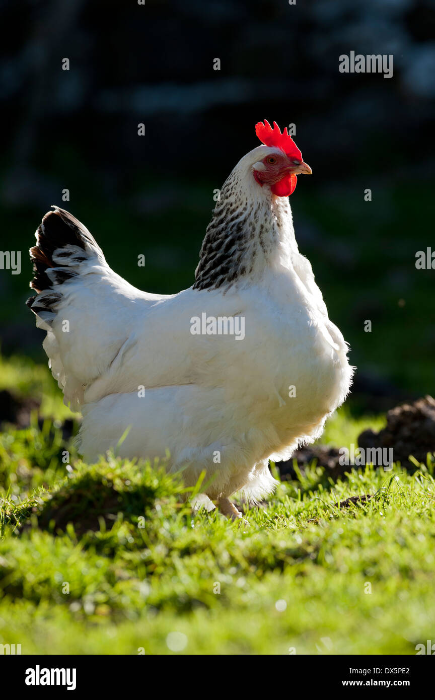 Weiße Freilandhaltung Henne im Feld. Cumbria, UK. Stockfoto