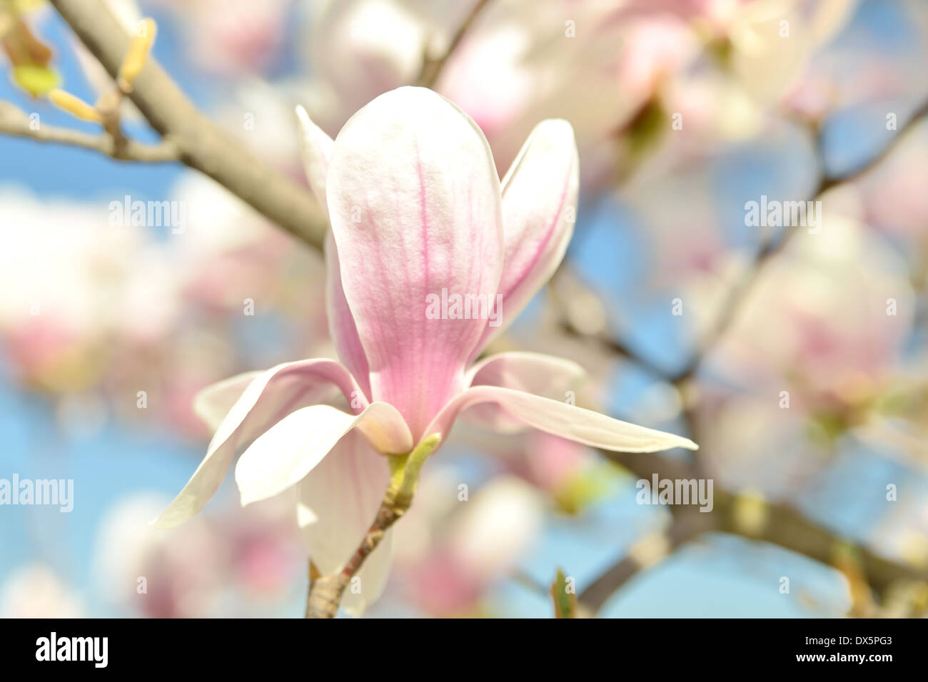Magnolia Blumen auf blauen Himmel. Stockfoto