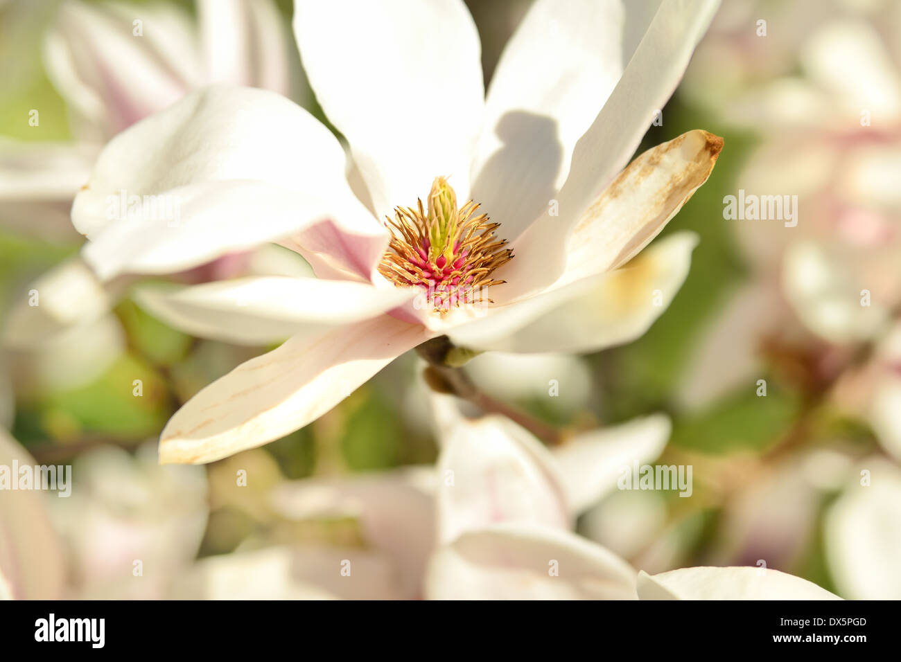 Magnolia Blumen hautnah. Stockfoto