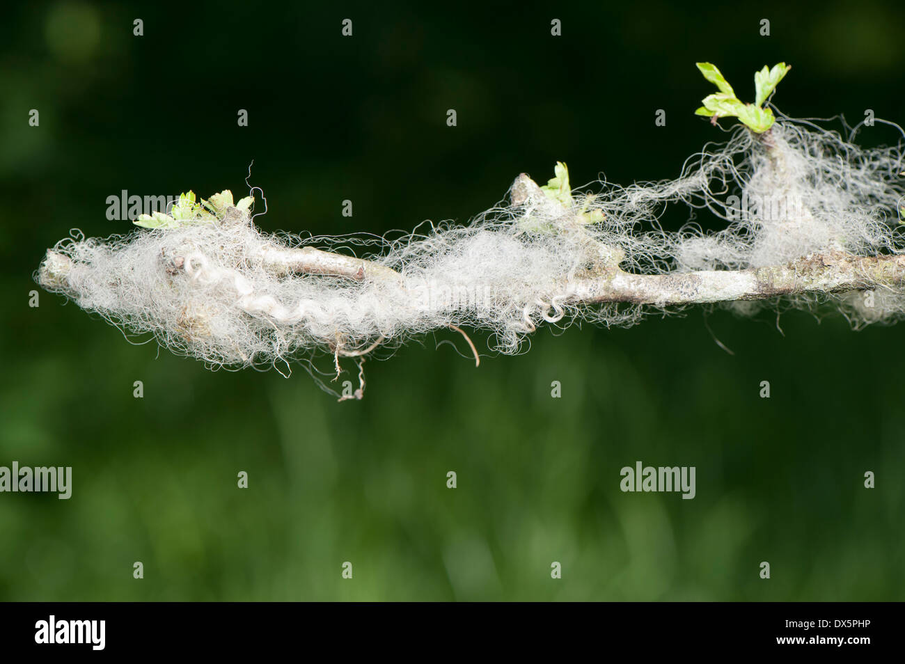 Wolle der Schafe gefangen auf einem Dorn Zweig in einer Hecke. Cumbria, UK Stockfoto